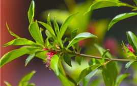 揉捏花核湿（高H）北音·谷雨